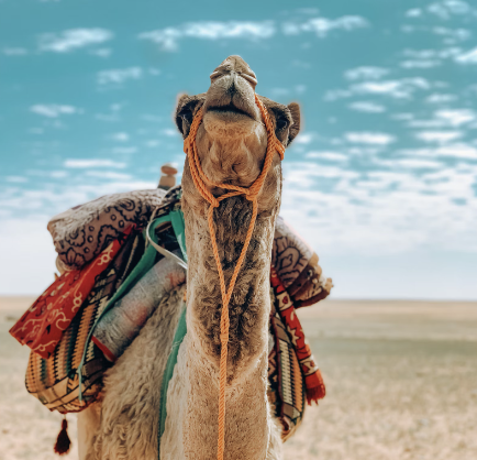 Camel Safari Tour