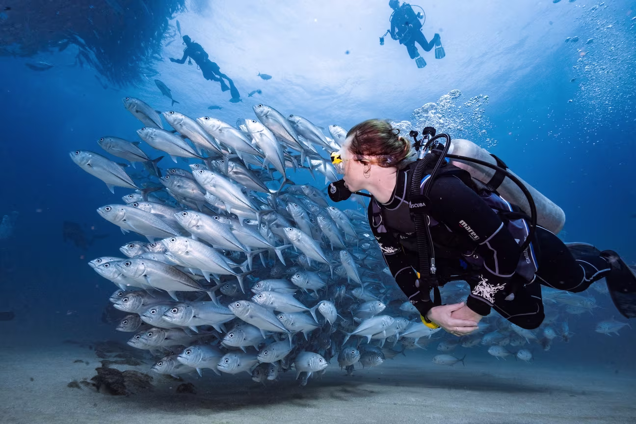 Scuba Diver by School of Fish in Los Cabos