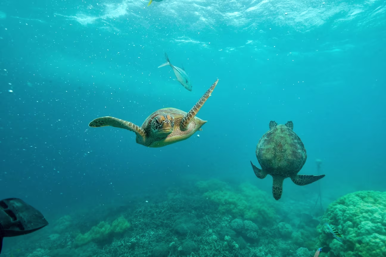 Sea Turtles in Los Cabos Ocean