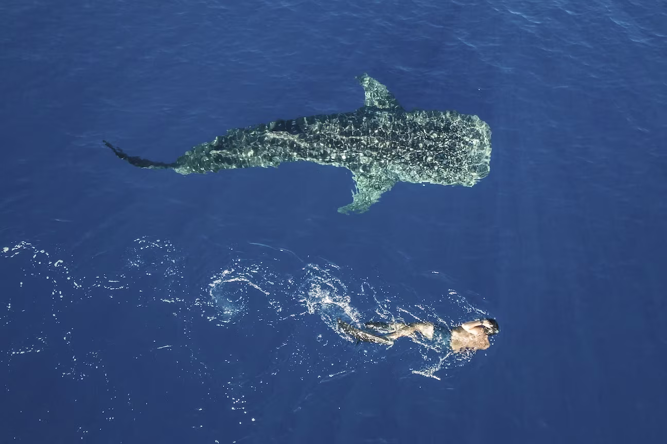 Swimming with Whale Sharks in Baja