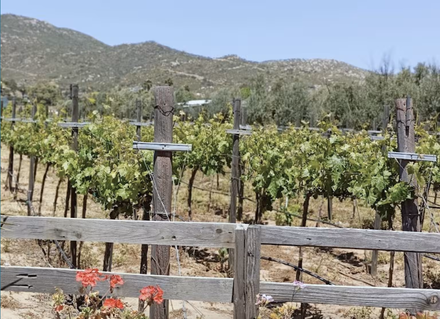 Valle de Guadalupe