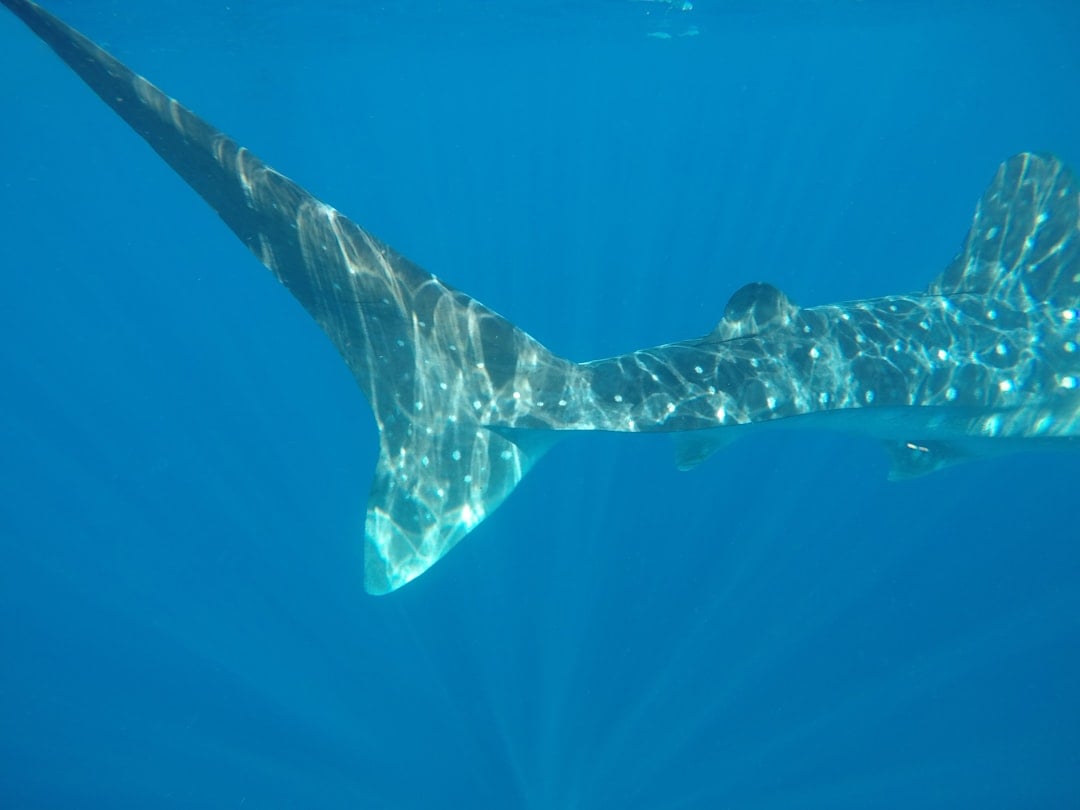 La Paz whale shark