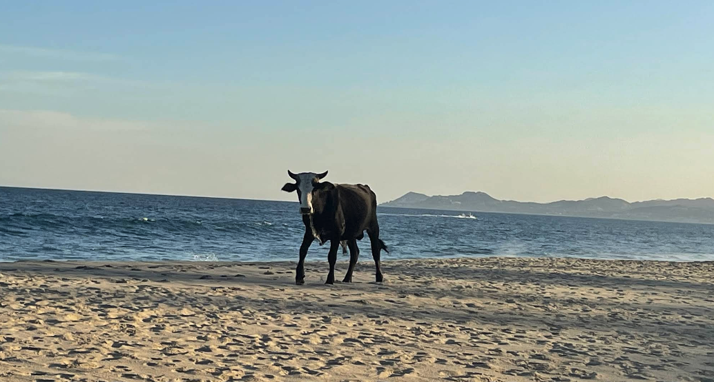 East Cape BCS Airport Transfers East Cape BCS Airport Transfers