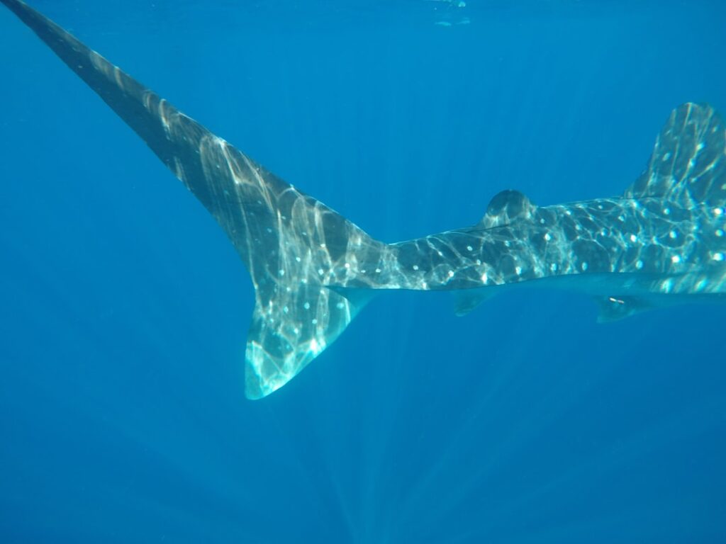La Paz whale shark